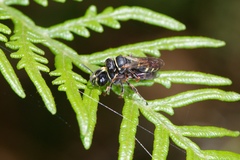 Bembicinae