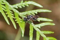 Bembicinae