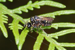 Bembicinae