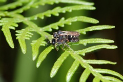 Bembicinae