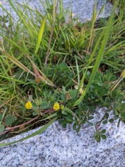 Trifolium dubium