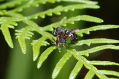 Bembicinae