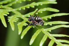 Bembicinae