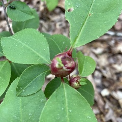 Contarinia cerasiserotinae