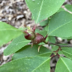Contarinia cerasiserotinae
