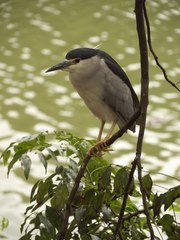 Nycticorax nycticorax