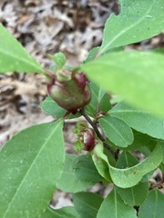Contarinia cerasiserotinae
