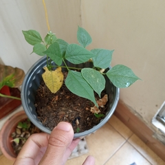 Gossypieae