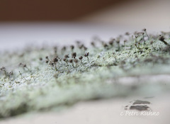 Chaenotheca trichialis