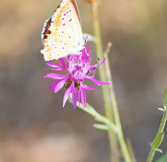 Centaurea grisebachii
