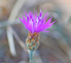 Centaurea grisebachii