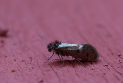 Eriocrania unimaculella