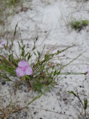 Callisia ornata
