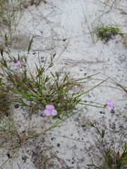 Callisia ornata