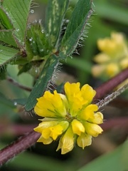 Trifolium dubium