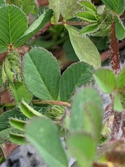 Trifolium dubium