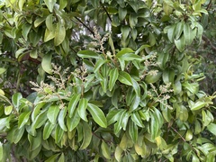 Ardisia escallonioides image