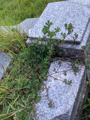 Trifolium dubium
