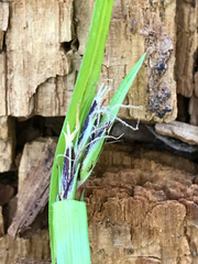 Scleria oligantha