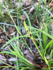 Scleria oligantha