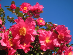 Camellia sasanqua