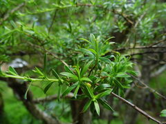 Kunzea robusta