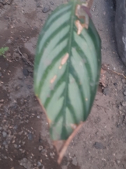 Liliopsida