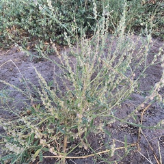 Crotalaria sphaerocarpa
