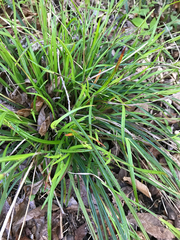 Scleria oligantha