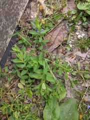 Hypericum perforatum