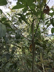Quercus humboldtii