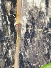 Dichanthelium boscii
