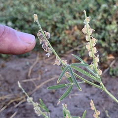 Crotalaria sphaerocarpa