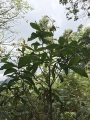 Quercus humboldtii