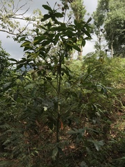 Quercus humboldtii