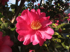 Camellia sasanqua