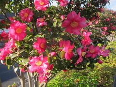 Camellia sasanqua