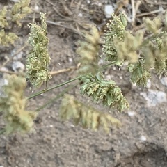 Brachiaria marlothii