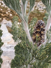 Paranomus tomentosus