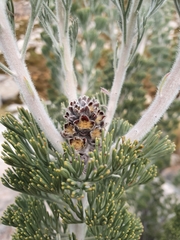 Paranomus tomentosus