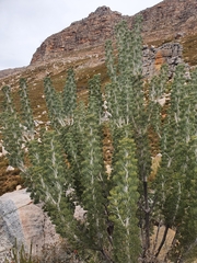 Paranomus tomentosus