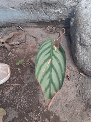 Liliopsida