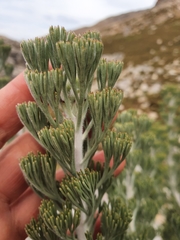 Paranomus tomentosus