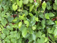 Sideroxylon salicifolium