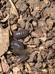 Armadillidium vulgare