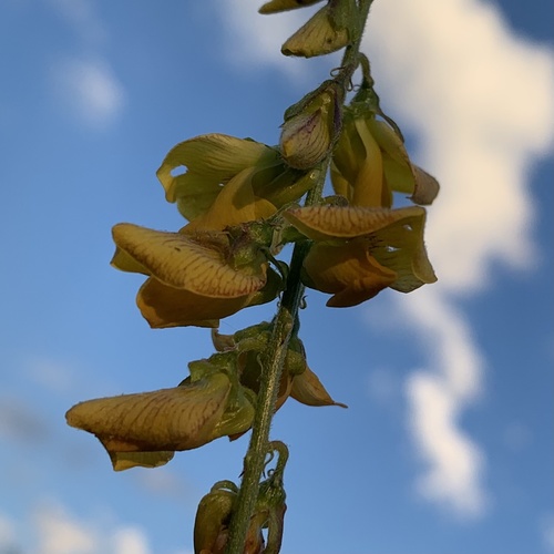 Crotalaria platysepala image