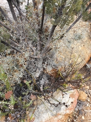 Paranomus tomentosus