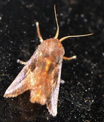 Doratifera stenora