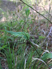 Dichanthelium boscii
