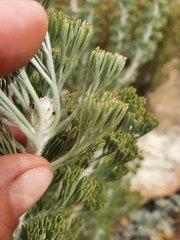 Paranomus tomentosus